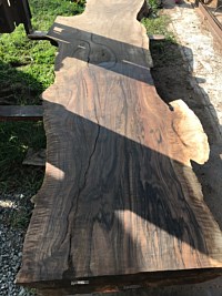 English Walnut